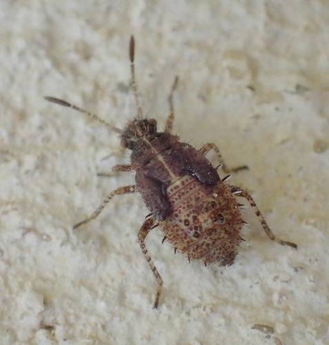 Réf. 244 475 : Rhopalus sp.